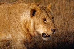 Lioness, East Africa