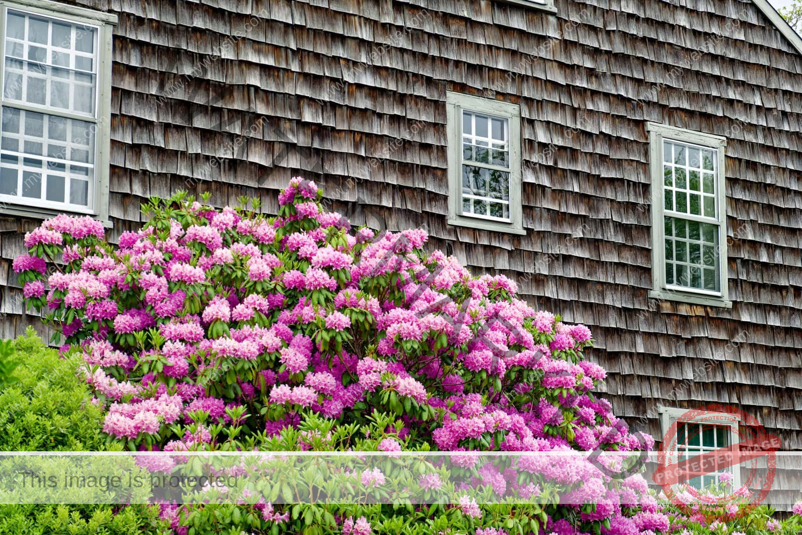 Almost every house in Nantucket is clad with cedar shingles