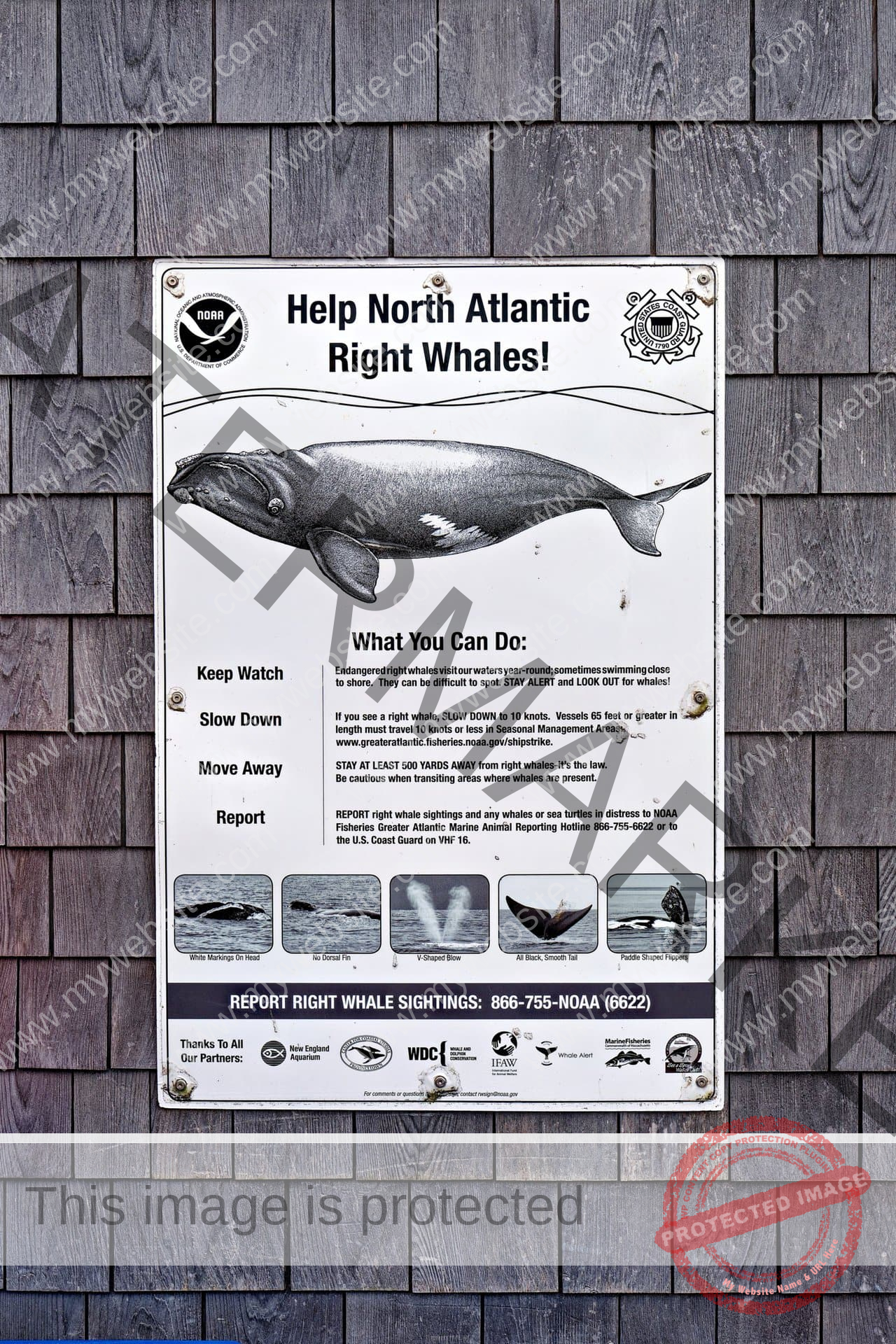 Help North Atlantic Right Whales - Nantucket harbour